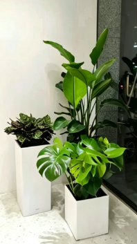 北仑绿植租赁公司-宁波绿植租摆服务公司-江北室内绿植租赁公司-海曙室内花木出租